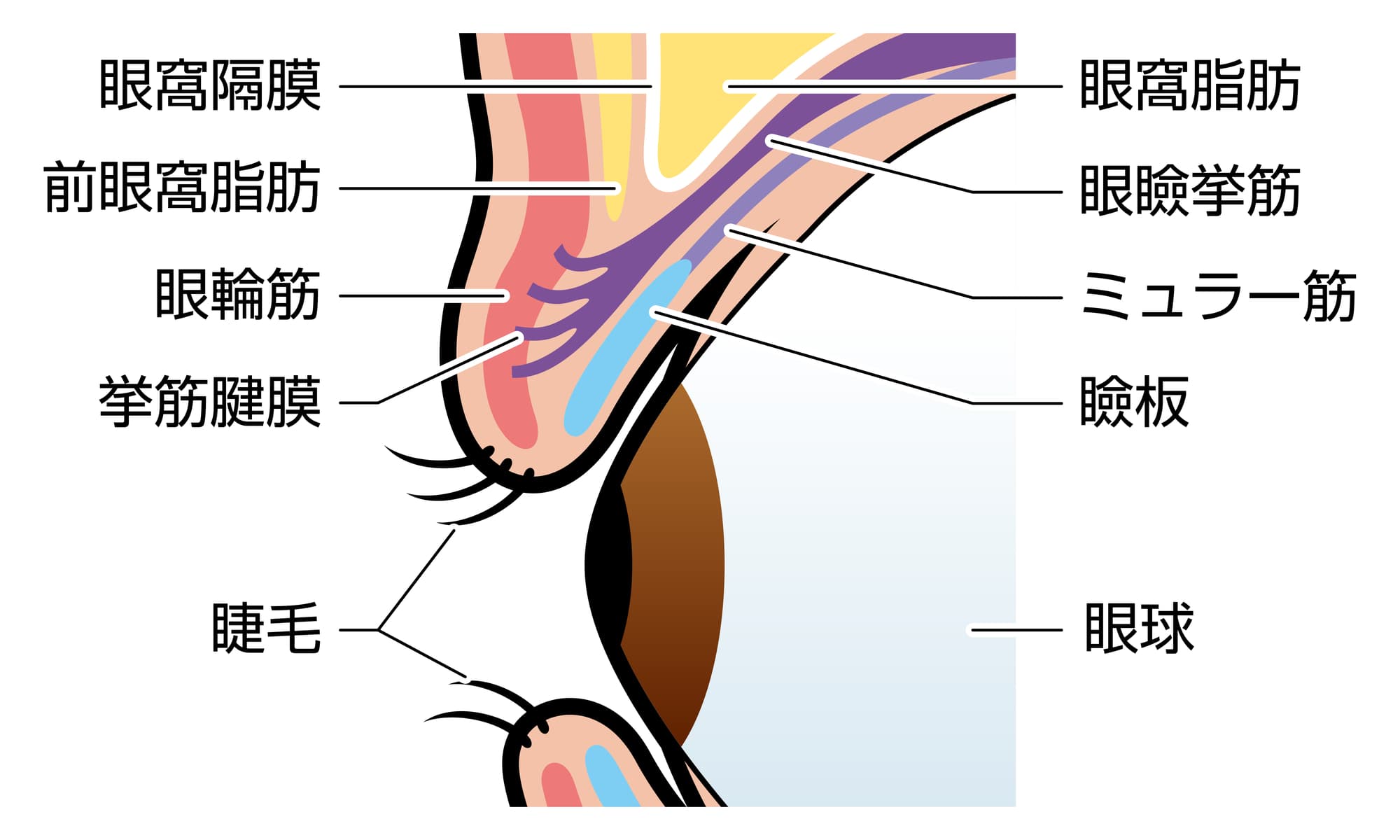 瞼周辺の筋肉